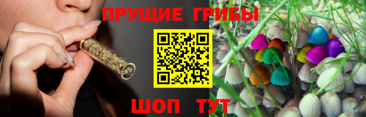 Грозный  Псилоцибиновые грибы Psilocybe  Вход с VPN 